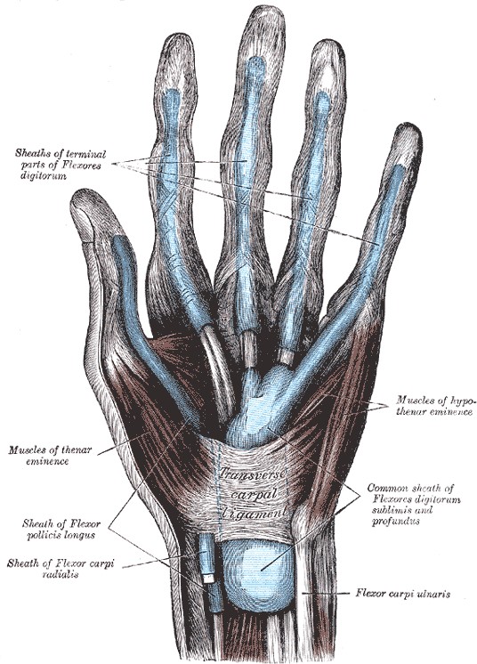Anatomical drawing of a hand, including muscles, tendons and ligaments